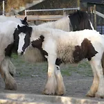 Meschermolen 6 Withuis