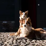 Apartamento Meschermolen 6 *