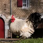 Meschermolen 6 Apartamento