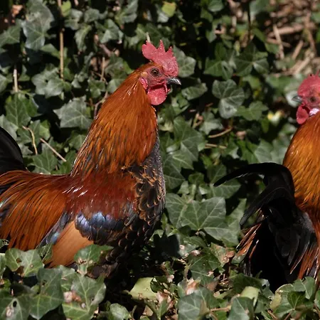 アパート Meschermolen 6 Withuis