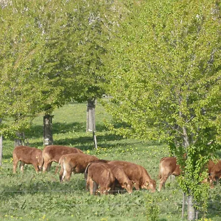 Meschermolen 6