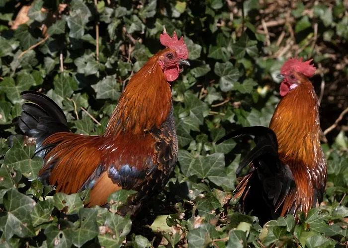 Apartamento Meschermolen 6 Withuis