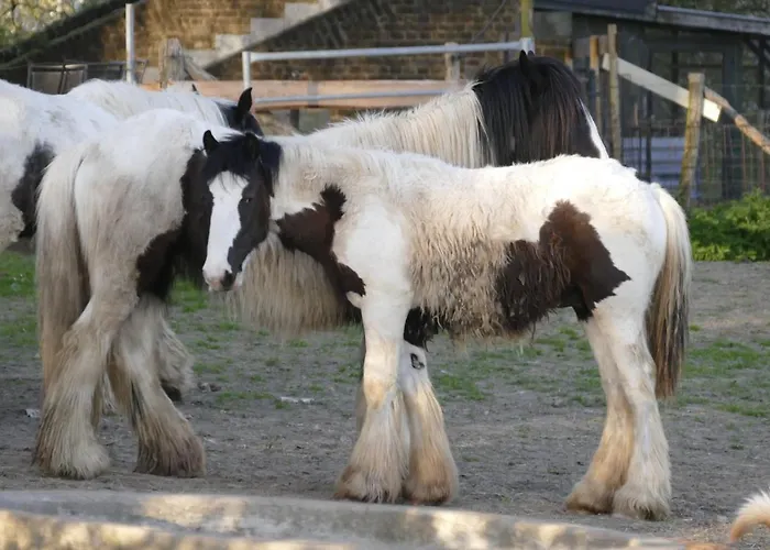 Meschermolen 6 Withuis