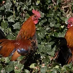 Daire Meschermolen 6 Withuis