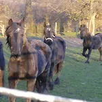 Meschermolen 6 Daire *